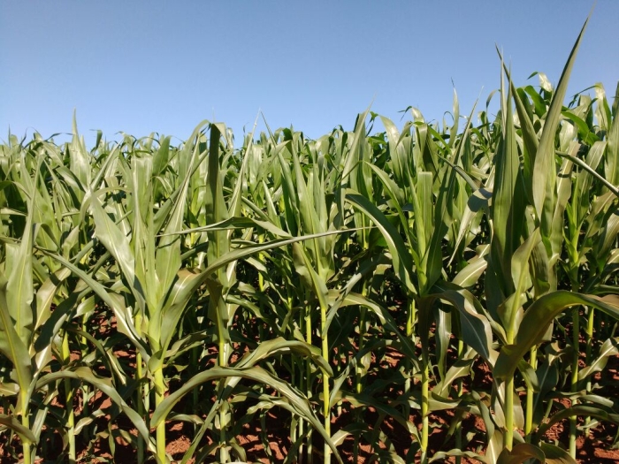 Imagem do dia - Lavoura de milho safrinha em Santa Helena de Goiás (GO), do produtor José Roberto