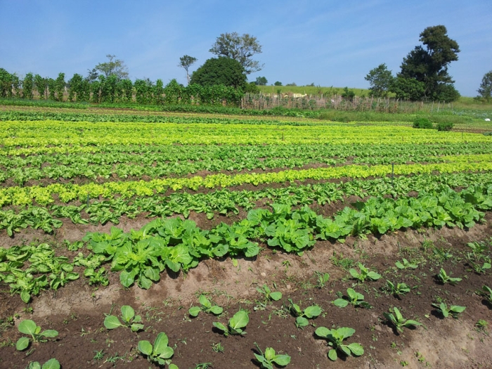Imagem do dia - Horta do produtor Joel Ribeiro em Conchas (SP)