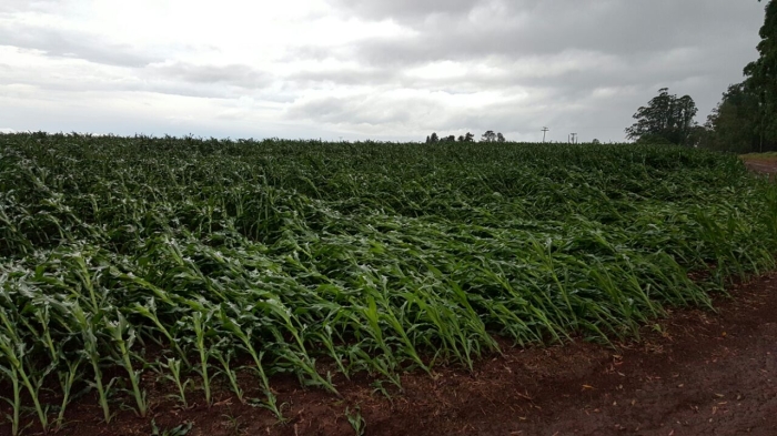 Imagem do dia - Lavoura de milho em Capão Bonito (SP)