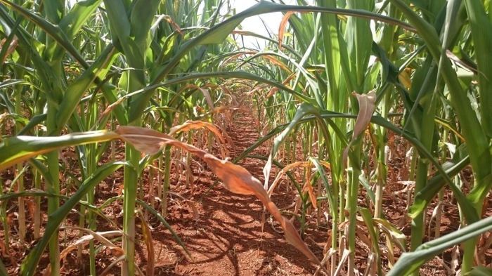 Imagem do dia - Lavoura de milho em Palmeiras de Goiás (GO), com estimativas de perdas de até 70%. Enviado por Murillo Pereira