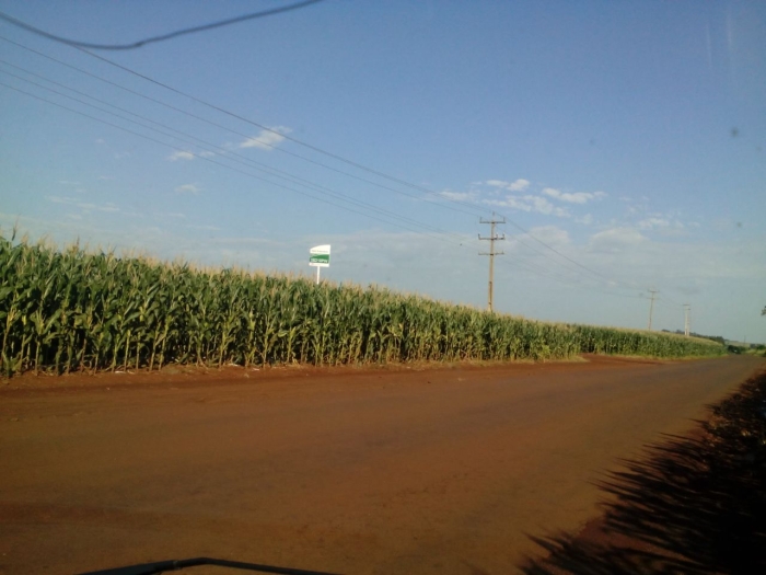 Imagem do dia - Lavoura de milho safrinha em Toledo (PR)