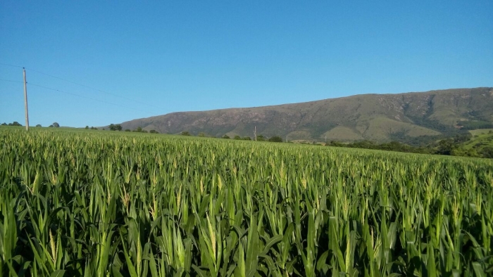 Imagem do dia - Lavoura de milho safrinha em Pimenta (MG), do produtor João Batista e filhos, na Fazenda Serra da Grama