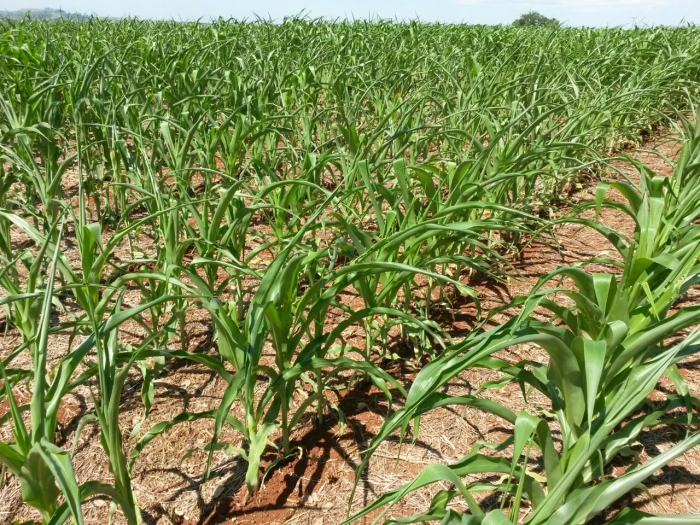 Imagem do dia - Lavoura de milho safrinha em Borrazópolis (PR), do produtor Paulo Batista Leite