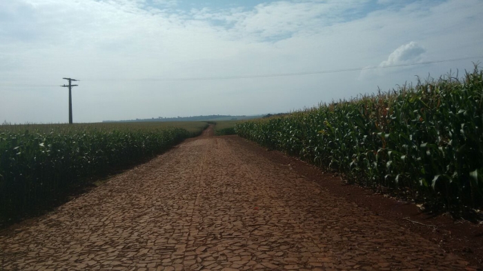 Imagem do dia - Lavoura de milho em Toledo (PR)