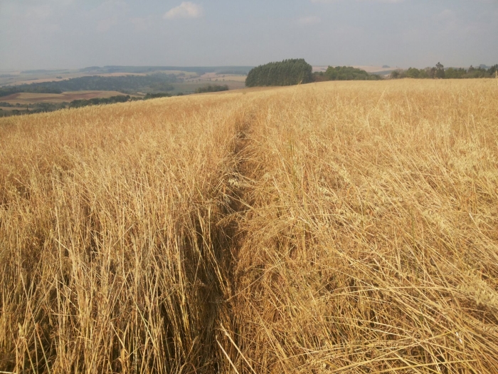 Imagem do dia - Manejo de conservação de solo em São Domingos (SC), do produtor Domingos Bigolin. Enviado pelo Engenheiro Agrônomo Maicon Domingues