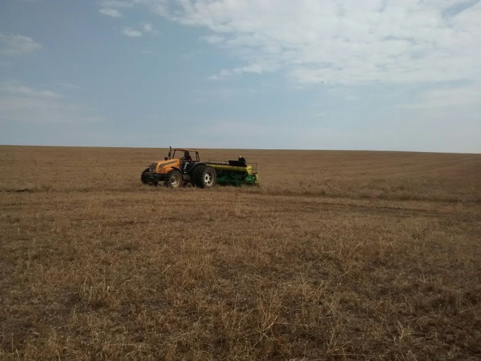 Imagem do dia - Plantio de milho, na Fazenda Marcolina, em Coronel Vivida (PR). Envio por Engenheiro Agrônomo Ramon Severgnini