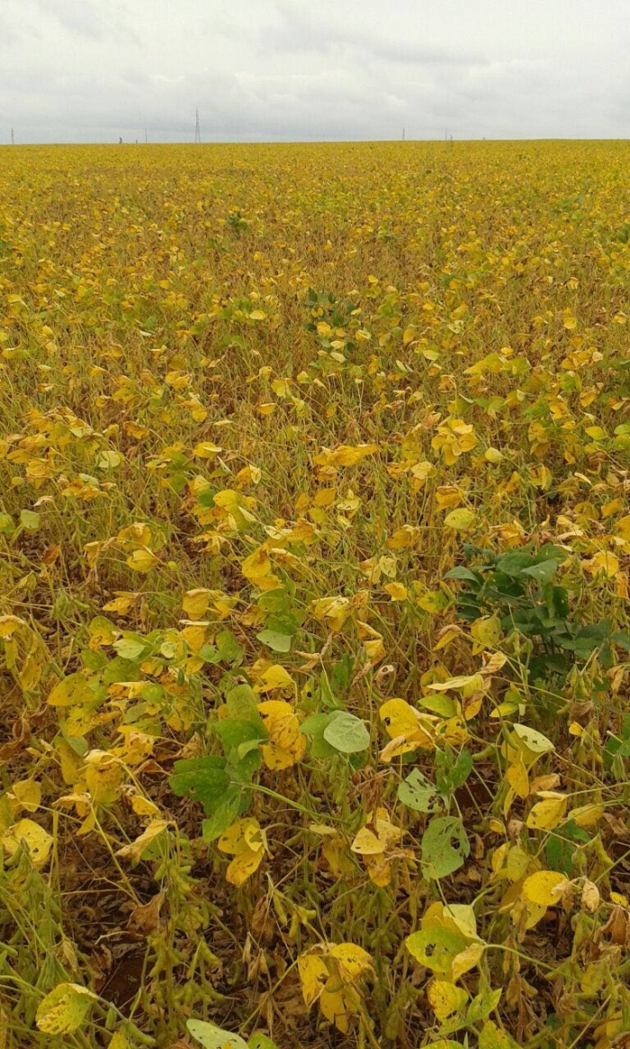 Imagem do dia - Lavoura de soja safrinha em San Alberto (PY), do produtor Julio César de Sá