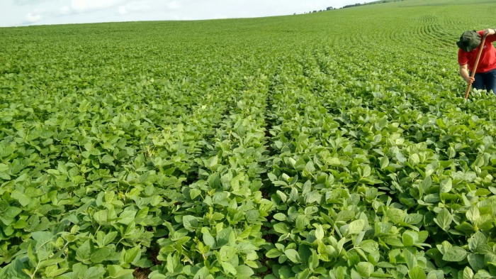 Imagem do dia - Experimento realizado com trichoderma + giberilina em Luiziana (PR)