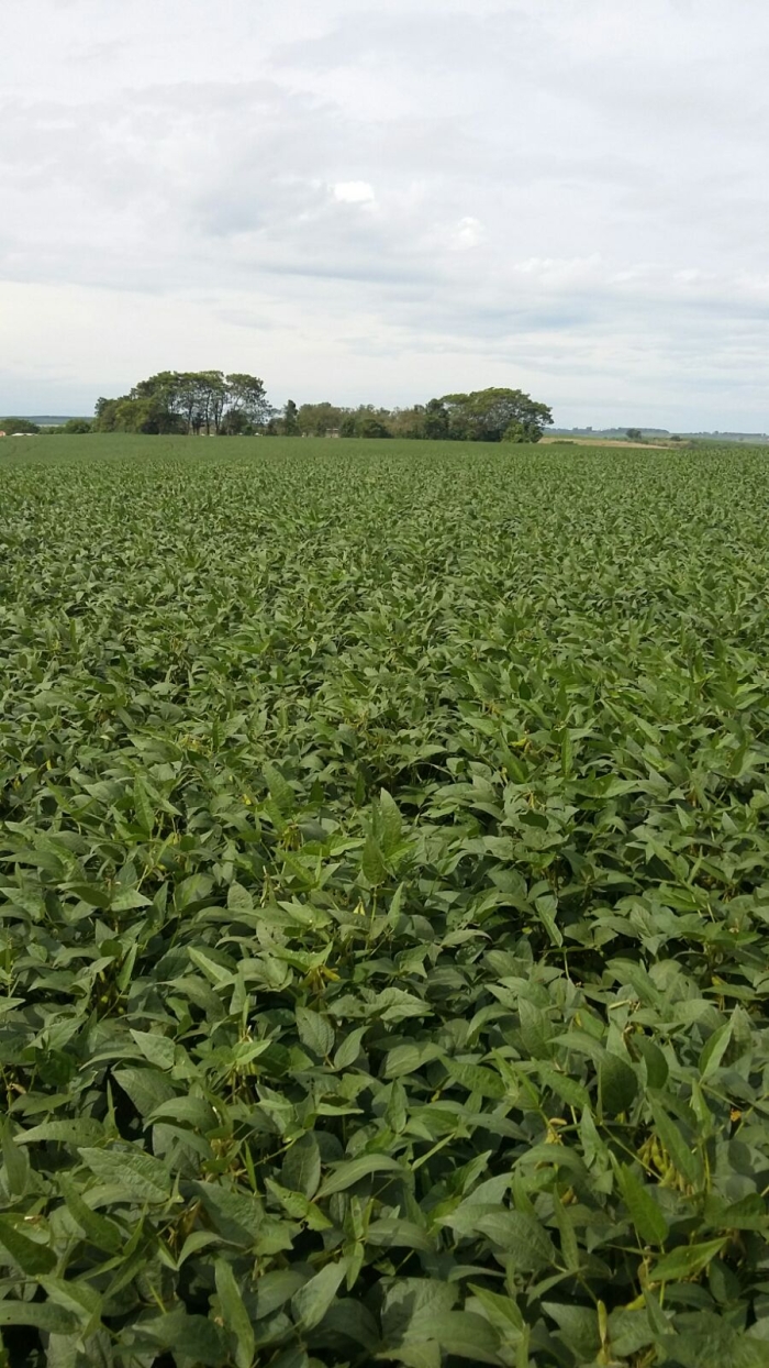 Imagem do dia - Lavoura de soja precoce em Pantano Grande (RS), do produtor Celso Bertoldi