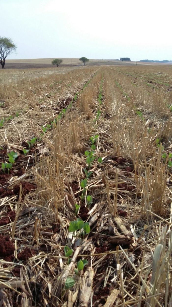 Imagem do dia - Soja em desenvolvimento em Ubiratã (PR). Enviado pelo Engenheiro Agrônomo Braciforte