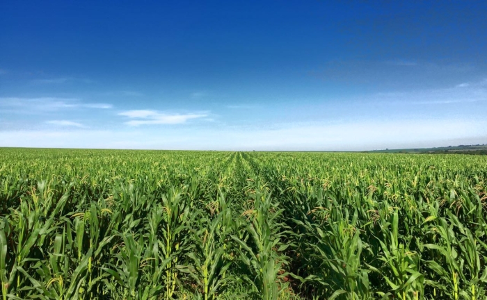 Imagem do dia - Lavoura de milho safrinha em Naranjal (PY), do produtor Danoil Bianchi