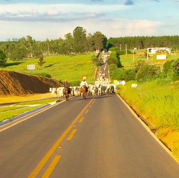 Imagem do dia - Transporte de 400 vacas em Formiga (MG). Enviado por Otavio Macedo