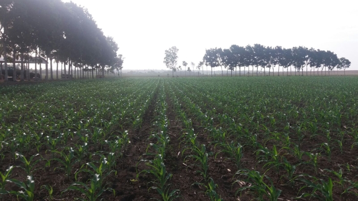 Imagem do dia - Plantio de milho em Santarém (PA), na Fazenda Luma