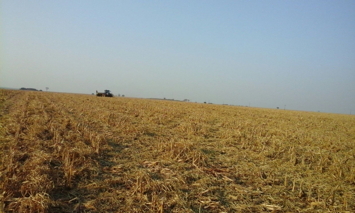 Imagem do dia - Plantio de soja em Laguna Carapã (MS), da Família Portela. Envio de Antonio Rodrigues Neto