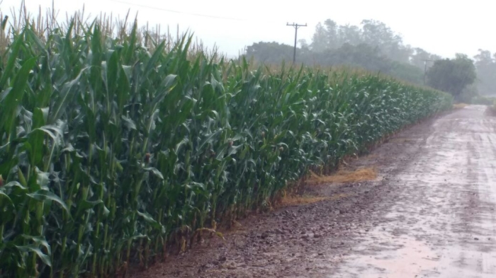 Imagem do dia - Lavoura de milho safrinha em Palotina (PR). Enviado por Edmilson Zabott