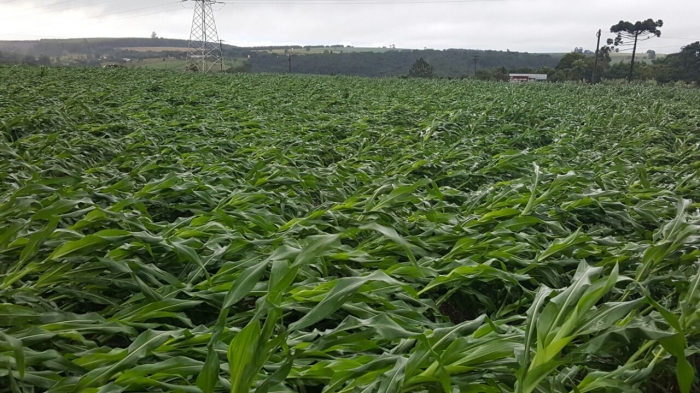 Imagem do dia - Lavoura de milho em Capão Bonito (SP)