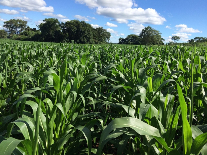 Imagem do dia - Lavoura de milho em Antônio João (MS), na Fazenda São José, do produtor Edinho Moraes