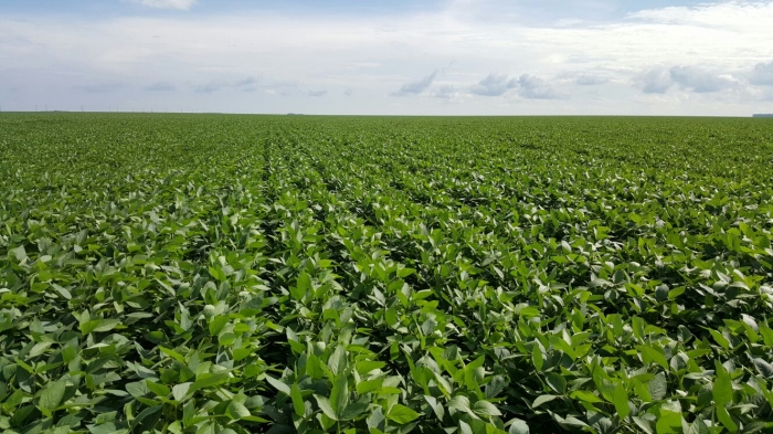 Imagem do dia - Lavoura de soja em Campos de Júlio (MT), do produtor Raijan Mascarello