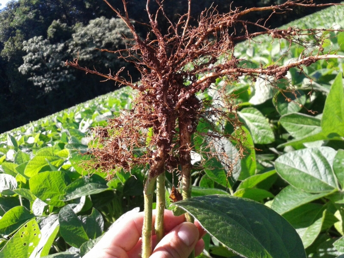 Imagem do dia - Lavoura de soja safrinha em Vitorino (PR). Imagem enviada pelo Técnico Agrícola Jonatan Taylle Soares
