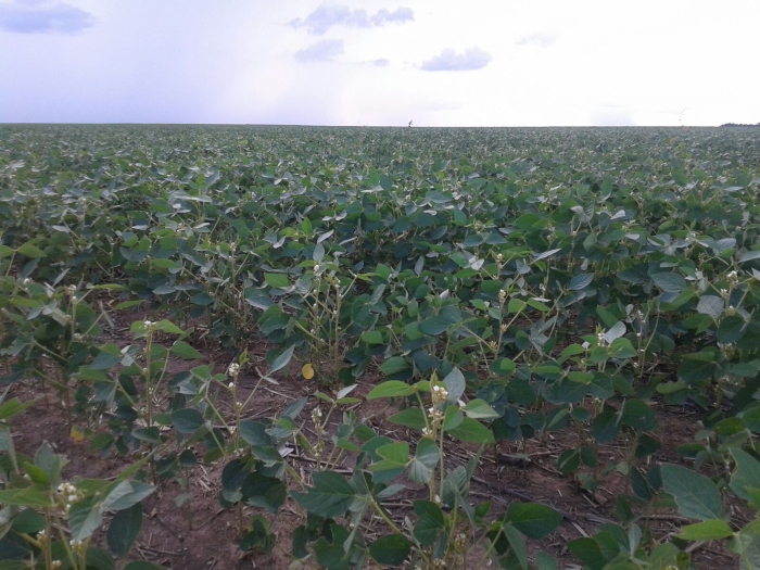 Imagem do dia - Lavoura de soja em Balsas (MA). Enviado por Maiquel Rambo