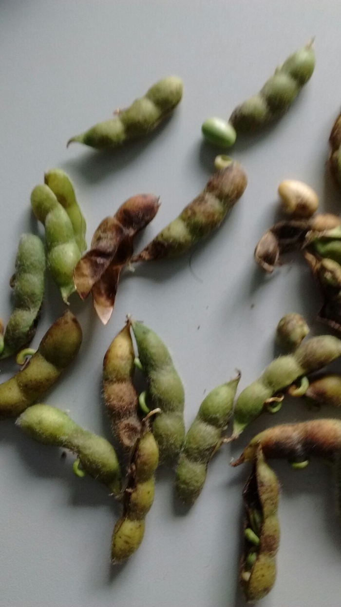 Imagem do dia - Lavoura de soja com 10 a 15% de vagem brotada em Vitorino (PR). Envio do Engenheiro Agrônomo Gerson Chioquetta