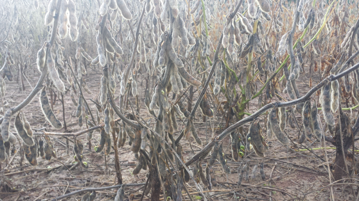 Imagem do dia - Lavoura de soja sentindo os efeitos do excesso de chuvas em Silveira Martins (RS). Enviado por Edney Zago