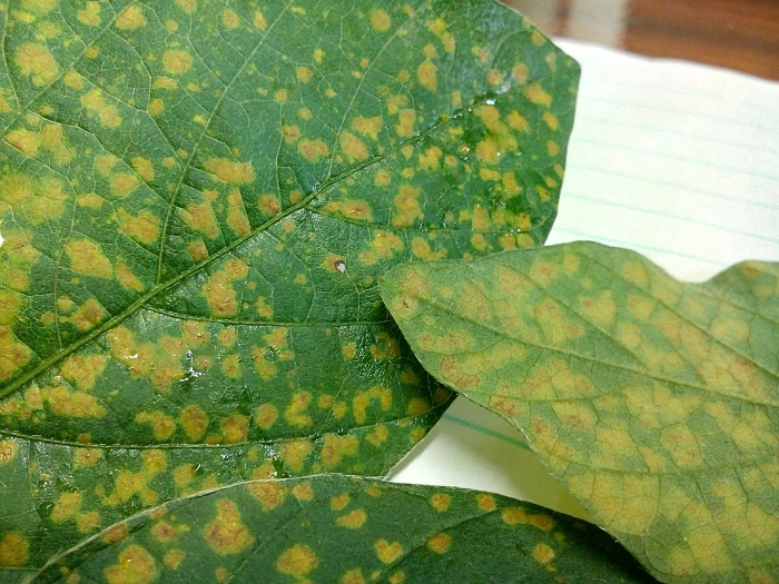 Imagem do dia - Soja em Cascavel (PR), prejudicada pelo excesso de chuvas. Enviado por Alceu Bebber