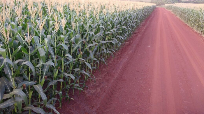 Imagem do dia - Lavoura de milho safrinha em Palotina (PR). Enviado por Edmilson Zabott
