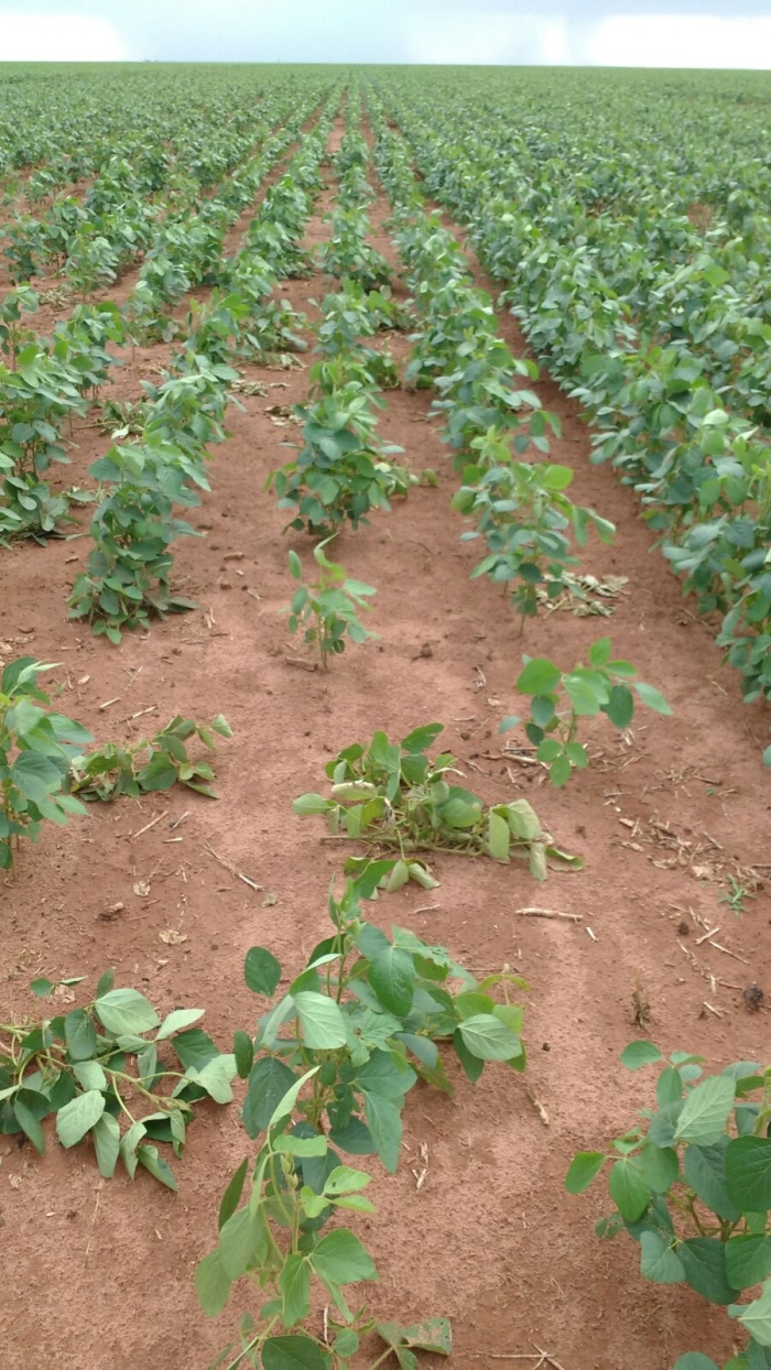 Imagem do dia - Lavoura de soja em Formosa do Rio Preto (BA), do produtor Jorge Matias