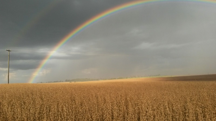 Imagem do dia - Arco íris na lavoura de soja em Santa Terezinha de Itaipu (PR). Enviado por Argel Redivo