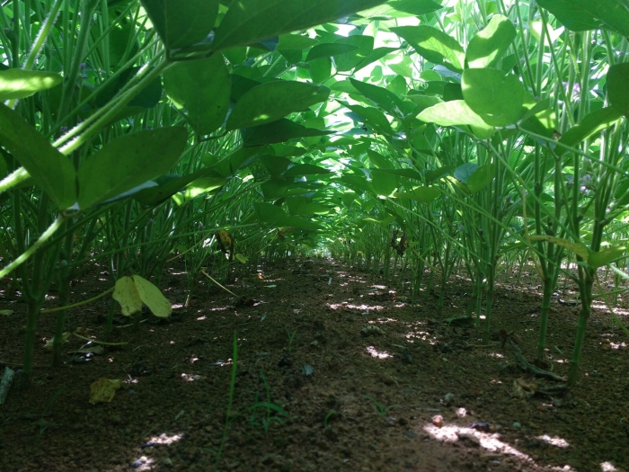Imagem do dia - Lavoura de soja em Dom Eliseu (PA). Enviado pelo Engenheiro Agrônomo Bruno Alves