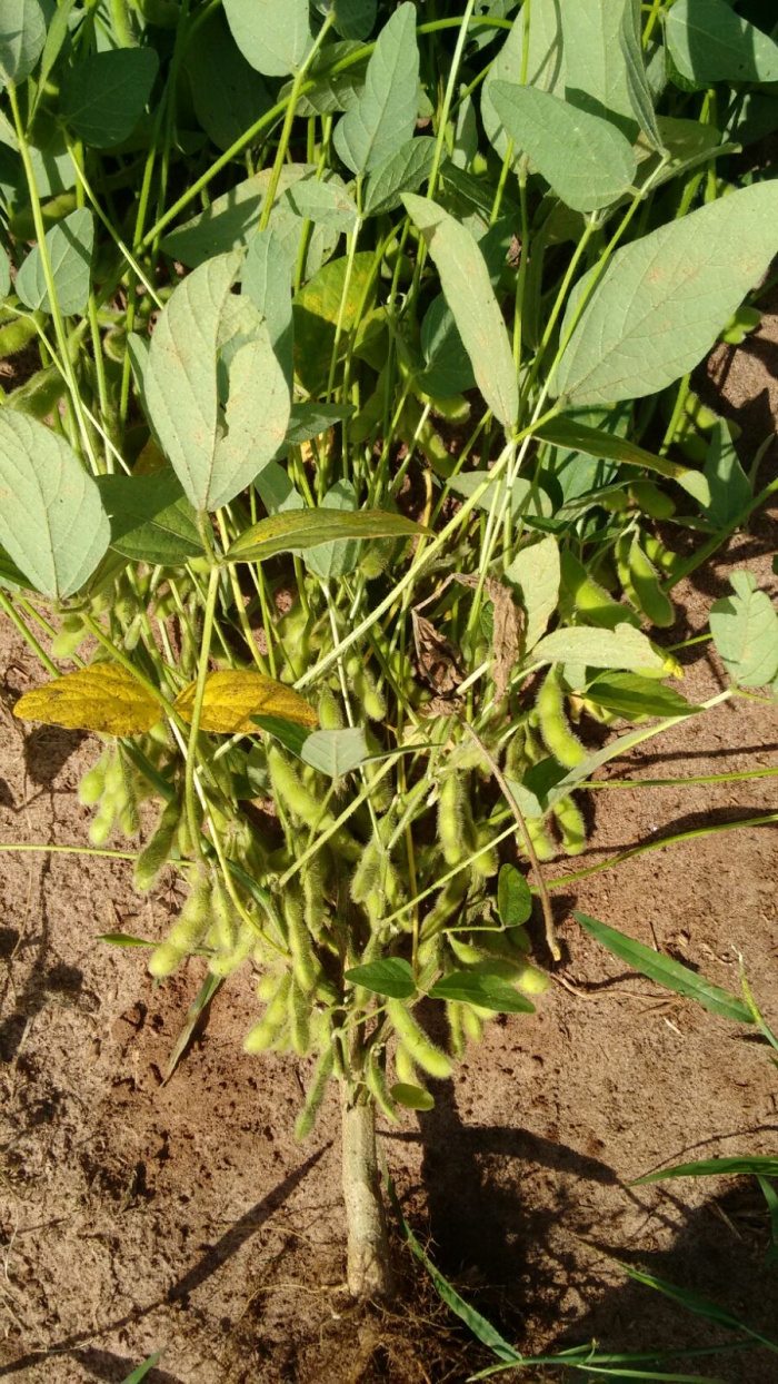 Imagem do dia - Soja em Floraí (PR). Enviado por Jair Zaogs
