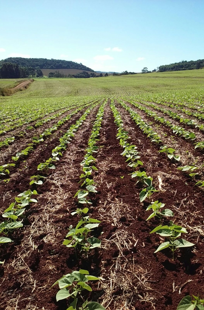 Imagem do dia - Lavoura de feijão safrinha em Boa Esperança do Iguaçu (PR), da Família Borsa