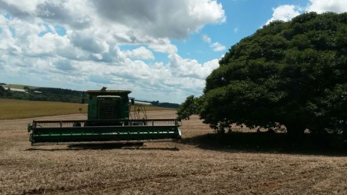 Imagem do dia - Colheita de soja em Mangueirinha (PR), do produtor Alcides Zanardi. Enviado pelo Técnico Agrícola  Amilton