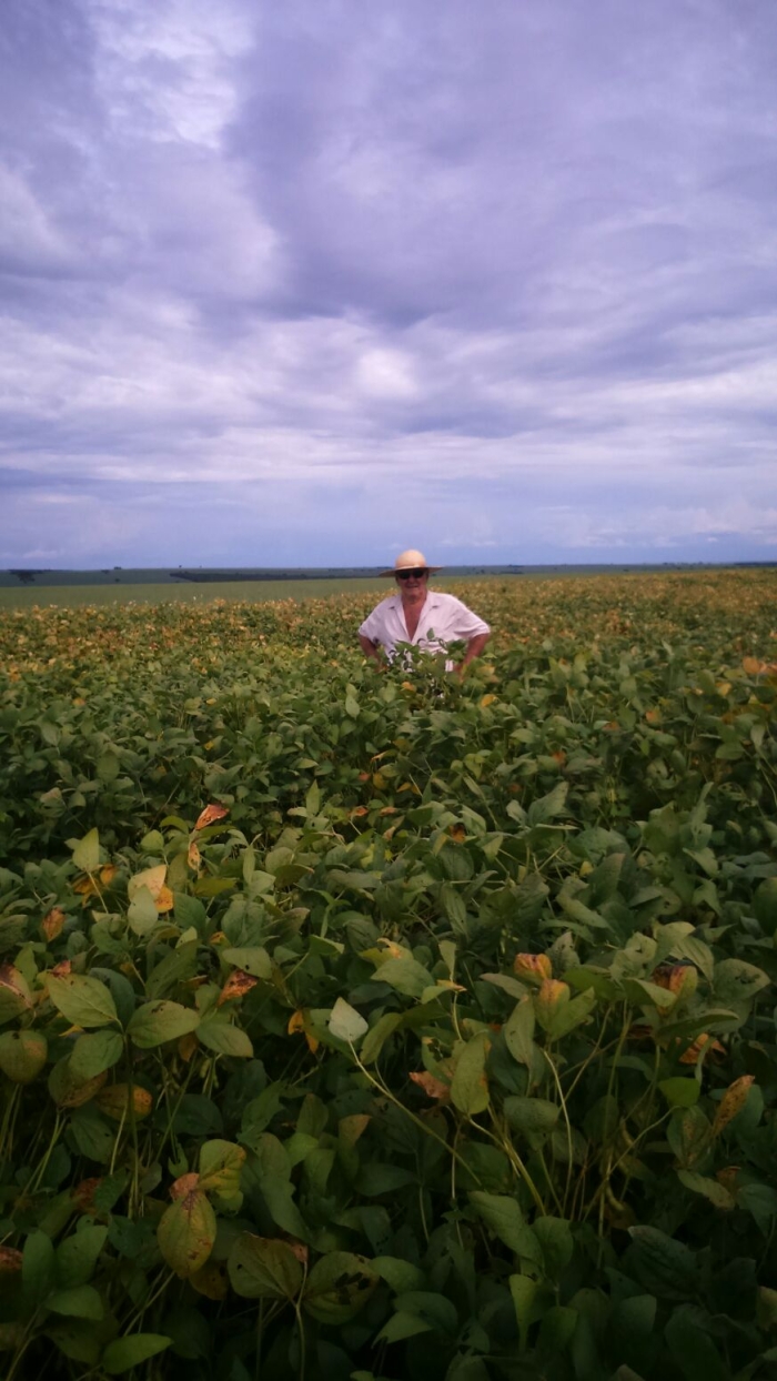 Imagem do dia - Lavoura de soja em Camapuã (MS), na Fazenda São Manoel