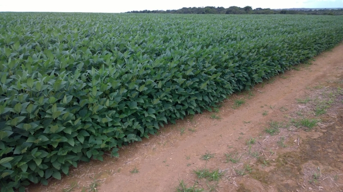 Imagem do dia - Lavoura de soja em Jataí (GO). Enviado pelo Engenheiro Agrônomo Jean Vilela