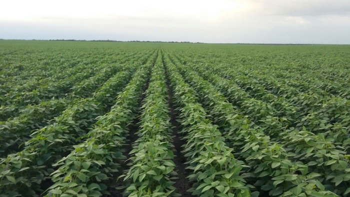 Imagem do dia - Lavoura de soja em Chapadinha (MA), na Fazenda Santo Anjo