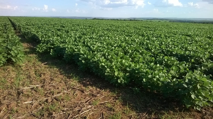 Imagem do dia - Lavoura de soja em Abadiânia (GO). Enviado pelo Técnico Agrícola Thiago da Costa Inácio