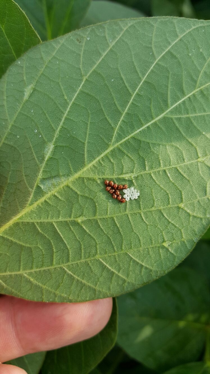 Imagem do dia - Lavoura de soja em Campos de Júlio (MT), do produtor Raijan Mascarello