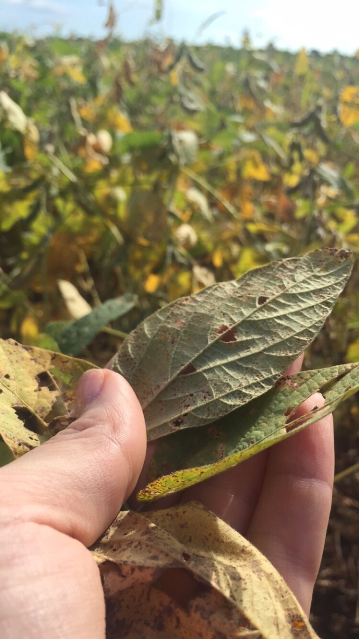 Imagem do dia - Ferrugem asiática na lavoura de soja em Mbaracayu (PY)