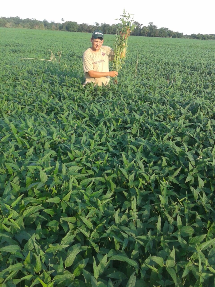 Imagem do dia - Lavoura de soja em Rio Brilhante (MS). Enviado por Osnivaldo Martins