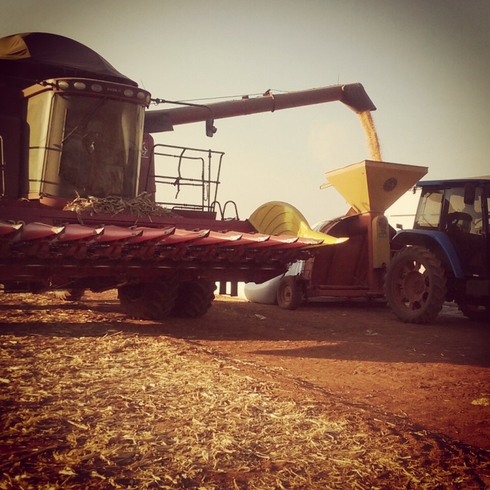 Imagem do dia - Colheita de milho safrinha em Pontes e Lacerda (MT), do produtor Cleber Cardoso Chicaroli