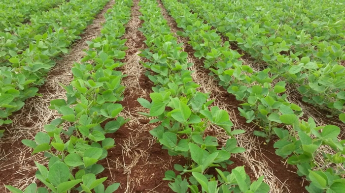 Imagem do dia - Lavoura de soja em Terra Roxa (PR), do produtor Takeo Matsui