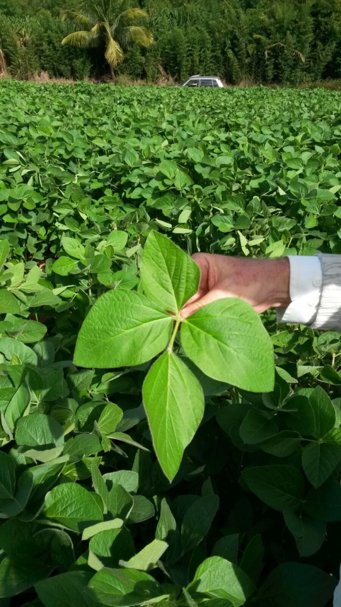 Imagem do dia - Lavoura de soja em Santo Antônio da Plantina (PR). Enviado pelo Engenheiro Agrônomo Renato Tozzi Cambi