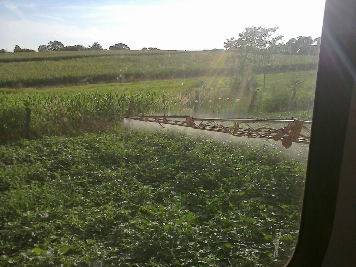 Imagem do dia - Lavoura de feijão carioca em Três Barras do Paraná (PR), do produtor Ivan Carvalho
