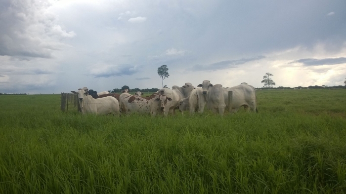 Imagem do dia - Pastagem em Jataí (GO). Enviado pelo Engenheiro Agrônomo Hildo Antônio