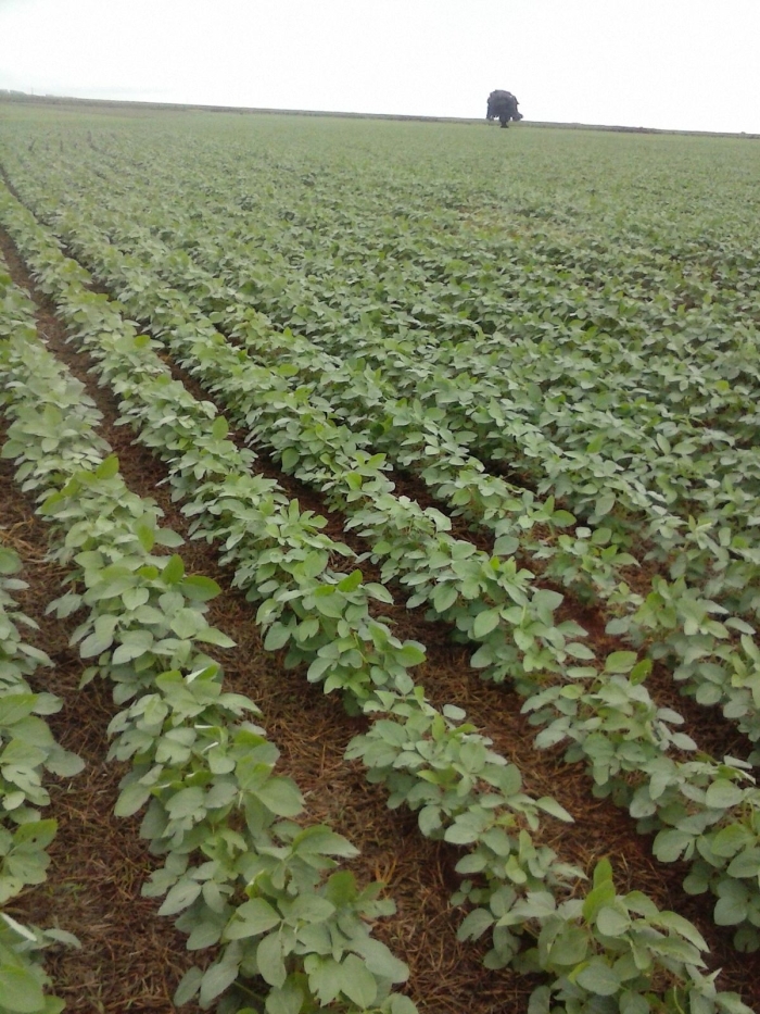 Imagem do dia - Lavoura de soja em Lutécia (SP), do produtor Rodrigo de S. Trevisan