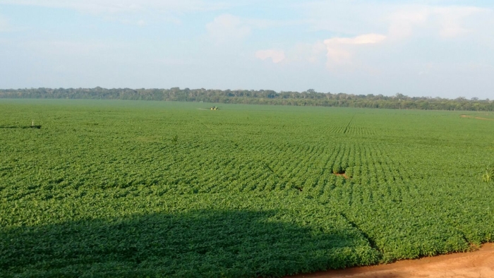 Imagem do dia - Lavoura de soja em Vilhena (RO)