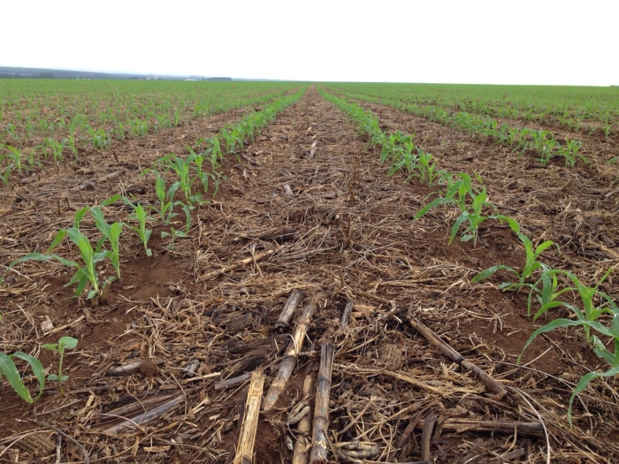 Imagem do dia - Lavoura de milho em Primavera do Leste (MT), na Fazenda Sandra, do produtor Paulo Borghetti