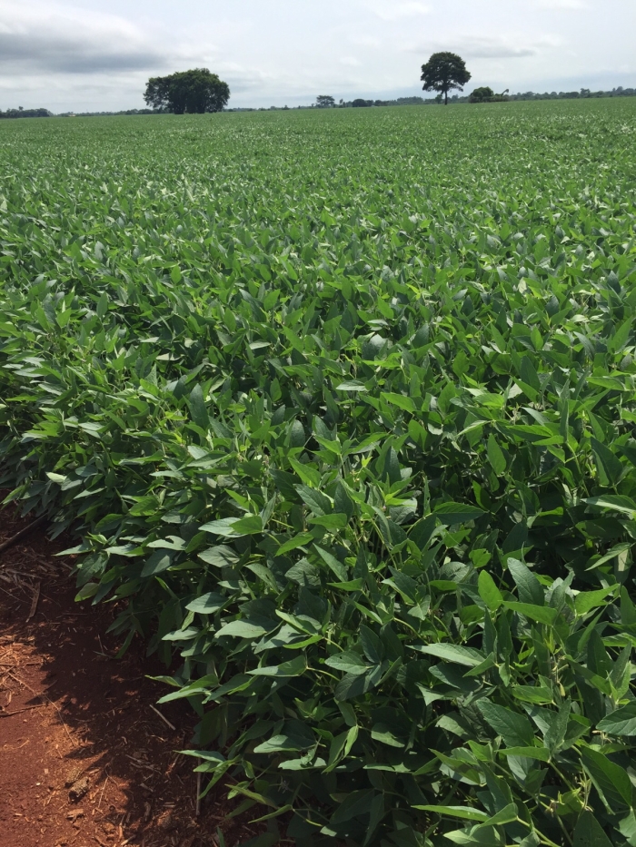 Imagem do dia - Lavoura de soja em Douradina (MS), do produtor Luiz Sérgio Piccioni
